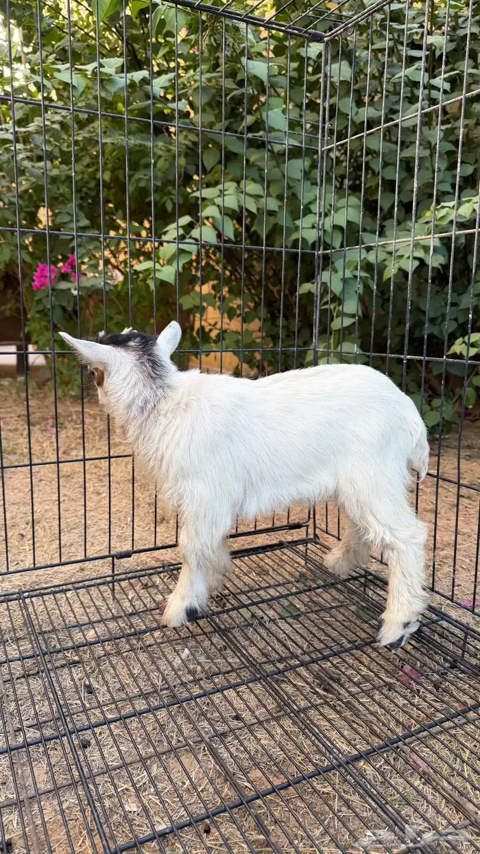 ماعز قزم ابيض 6