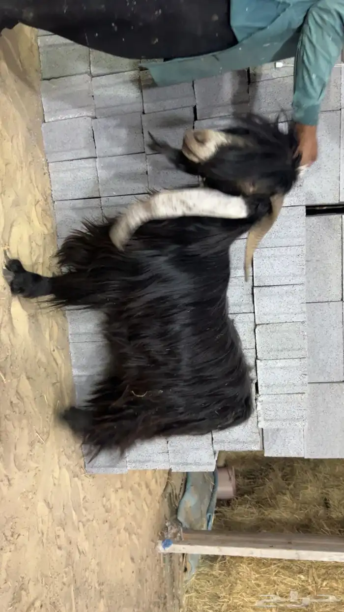 للبيع تيس عارضي 1