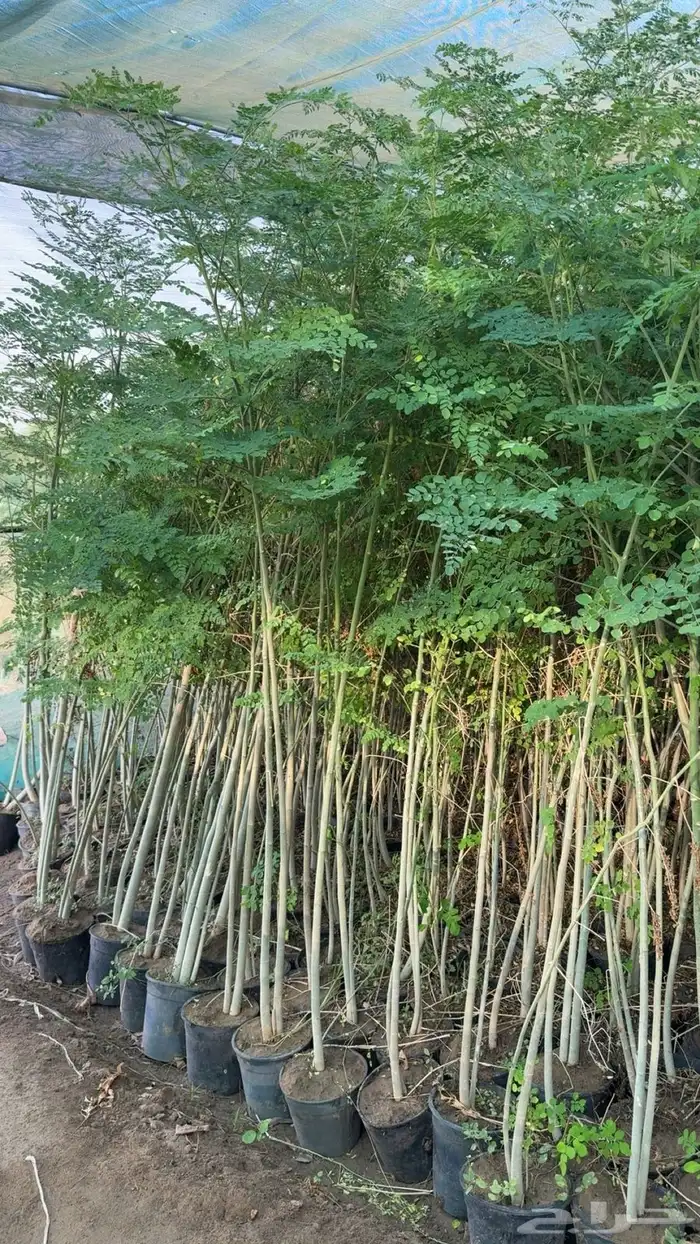 شجره المورنقا 0