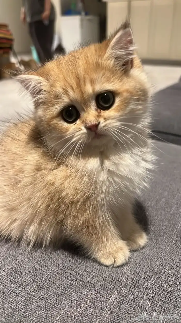 سكوتش قولد للبيع 0