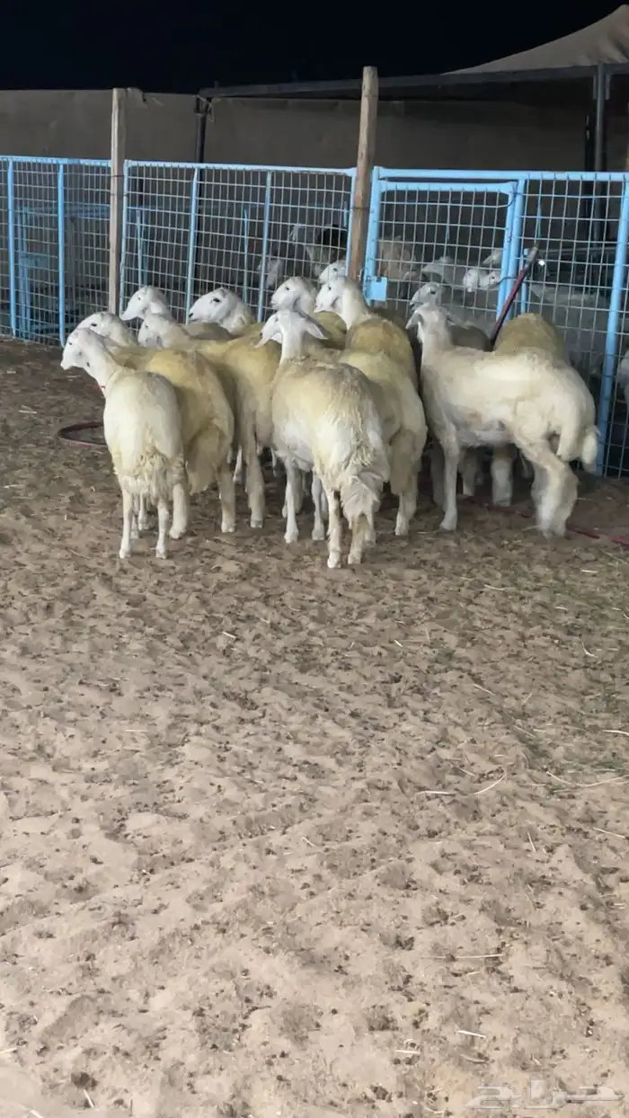 رخال صنف دفيع 1