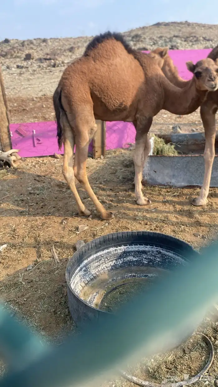 قعدان للبيع 0