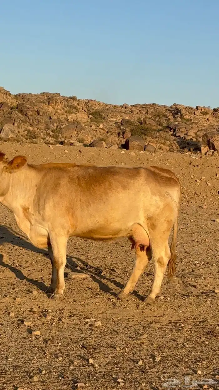 بقره سويسريه رباع دافع قروب 0