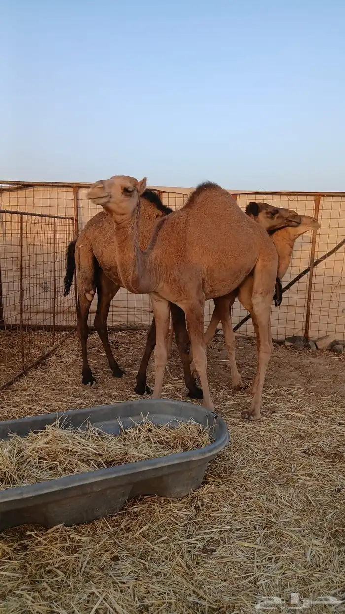 ثلاث بكار طيبه 2