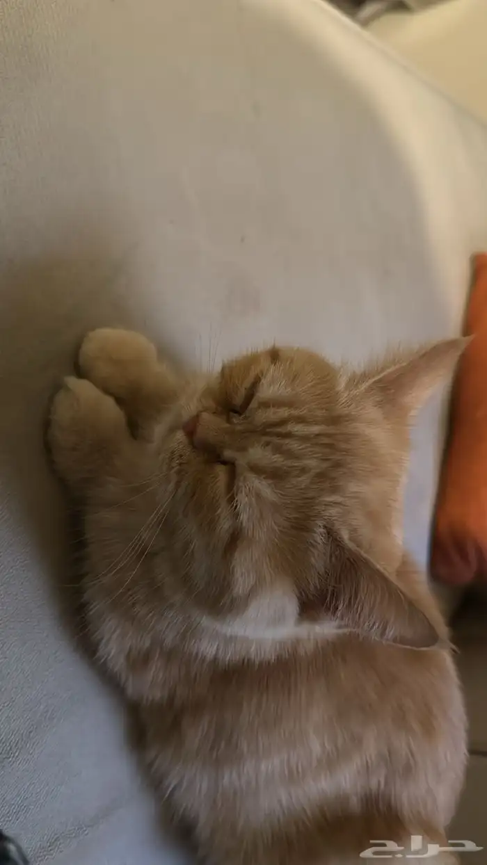 قط سكوتش للبيع 1