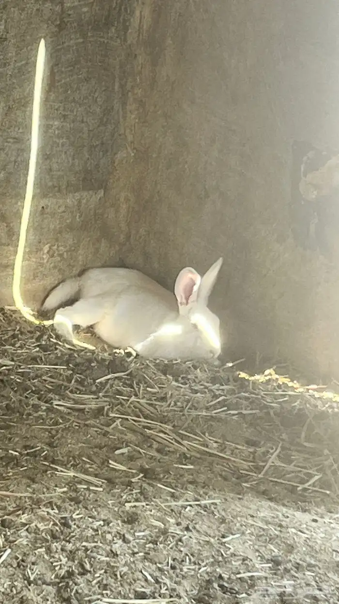 ارانب للبيع 0