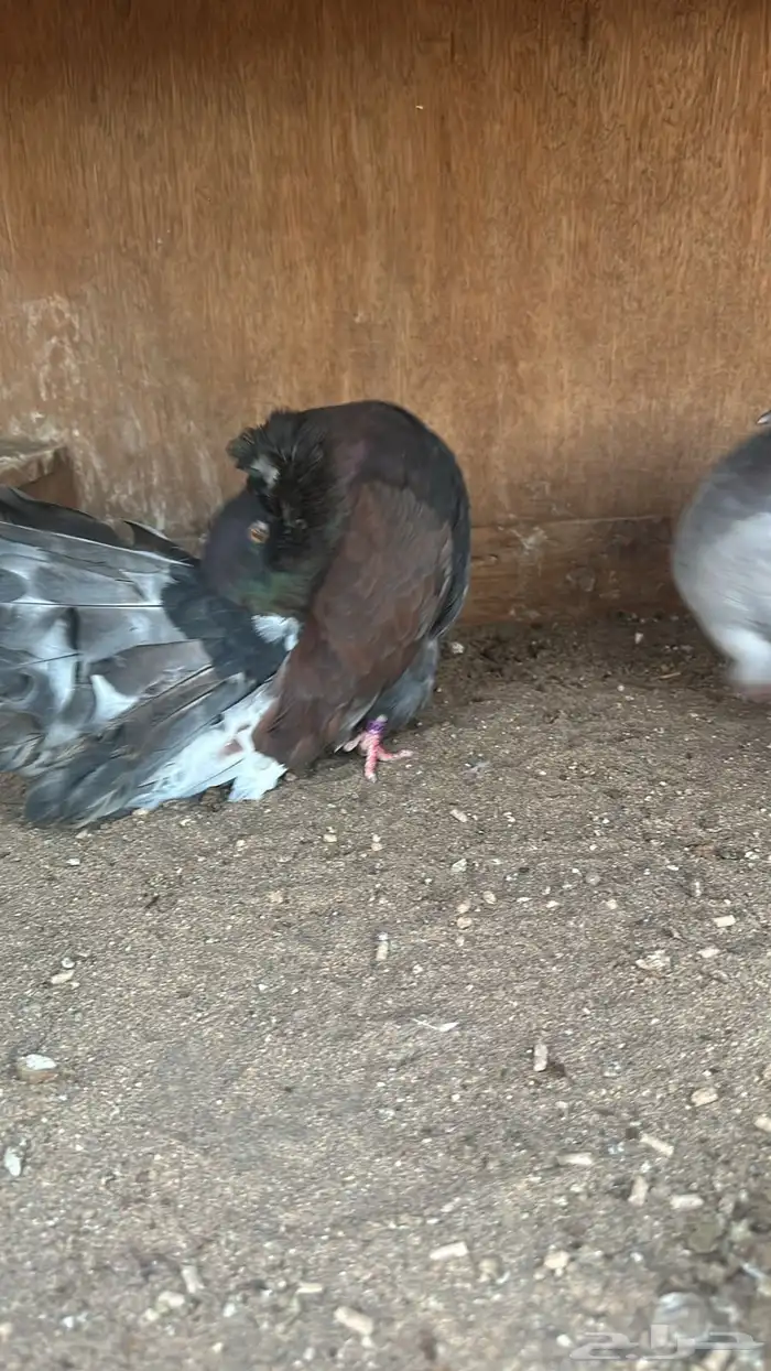 رقاص هولندي فناتيل 7