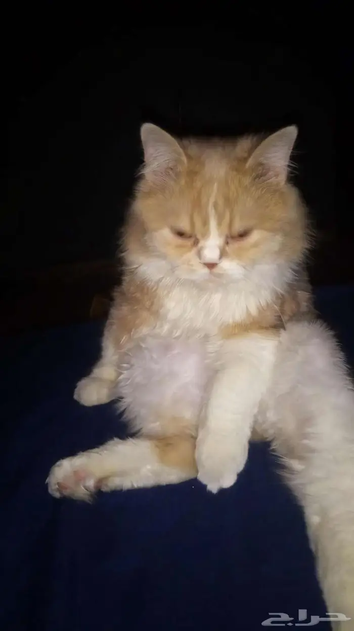 تزاوج مطلوب قطة قطه انثى 0