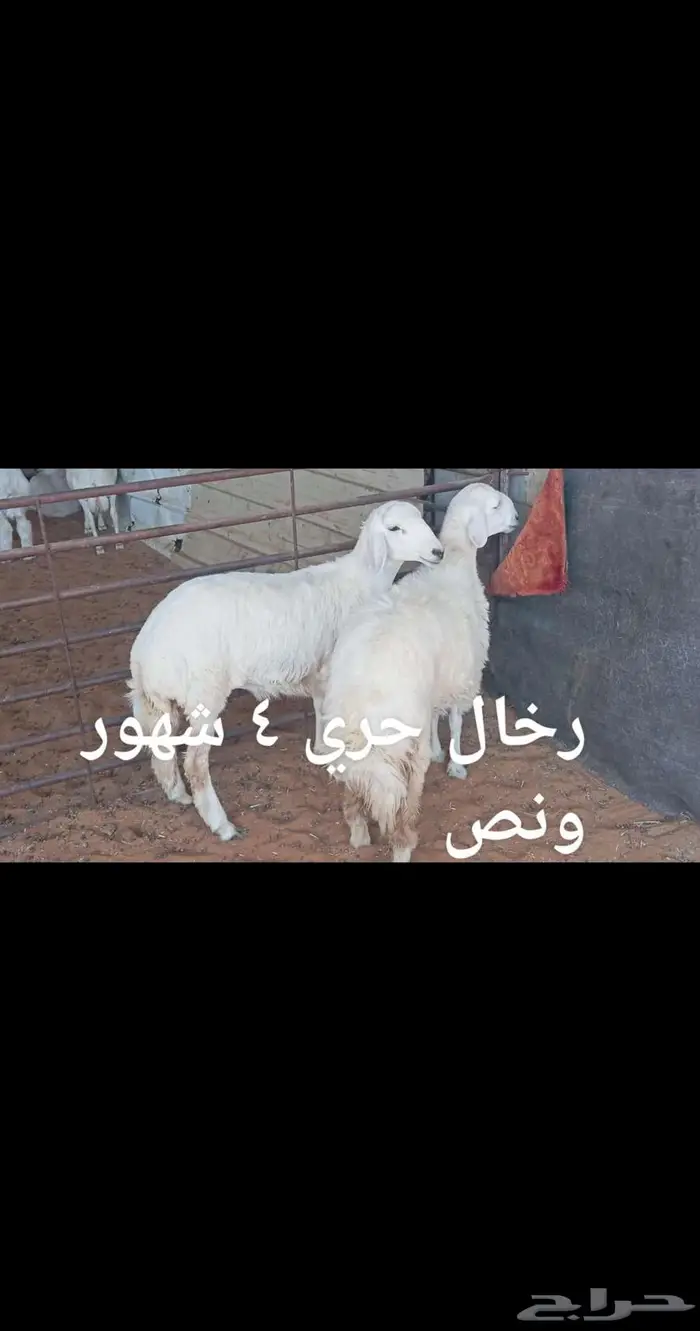ذبايح . 4