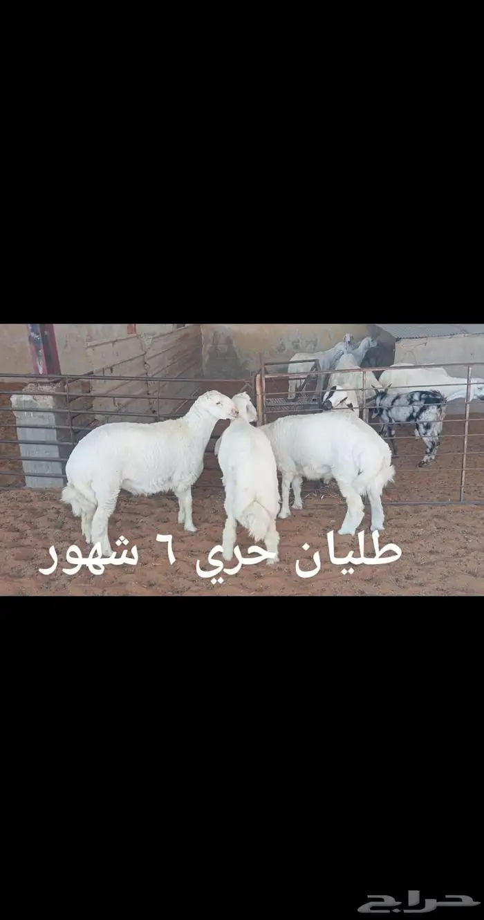ذبايح . 5