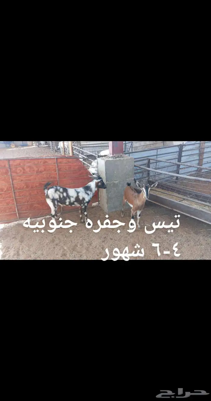 ذبايح . 8