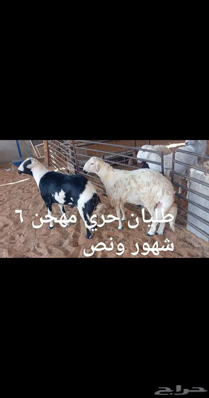 ذبايح . 9