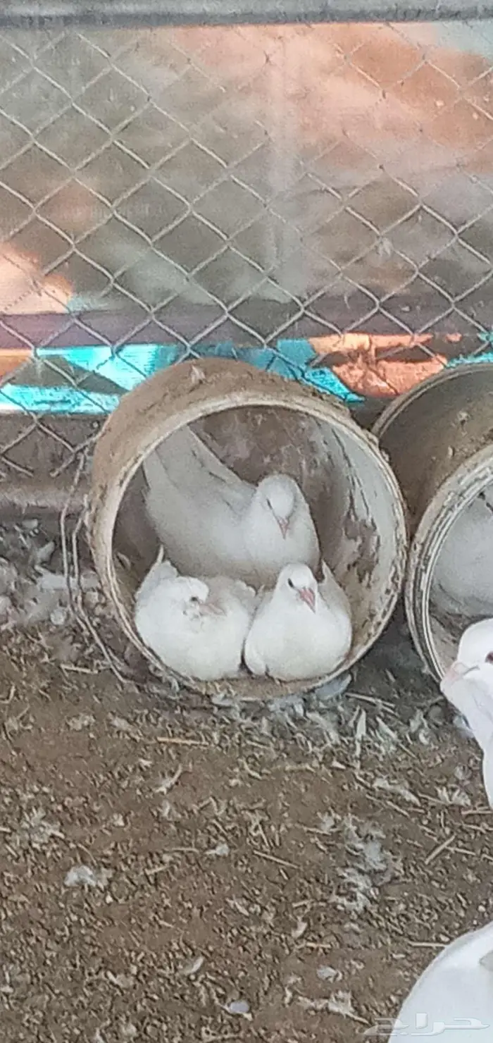 خميس مشيط وادى بن هشبل 0