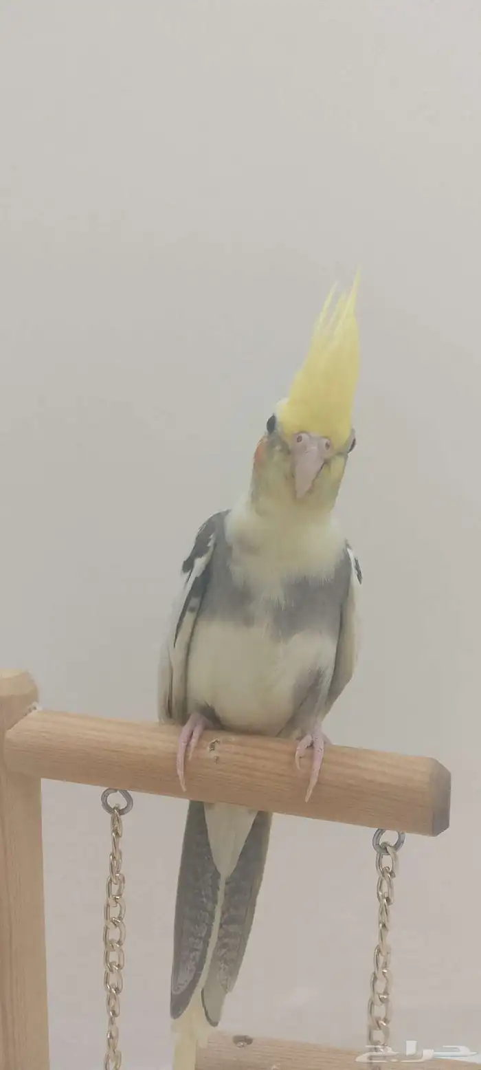 فرخ كروان اليف 9