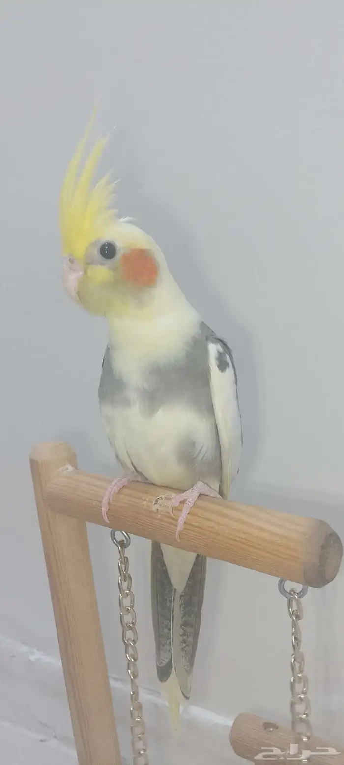 فرخ كروان اليف 6