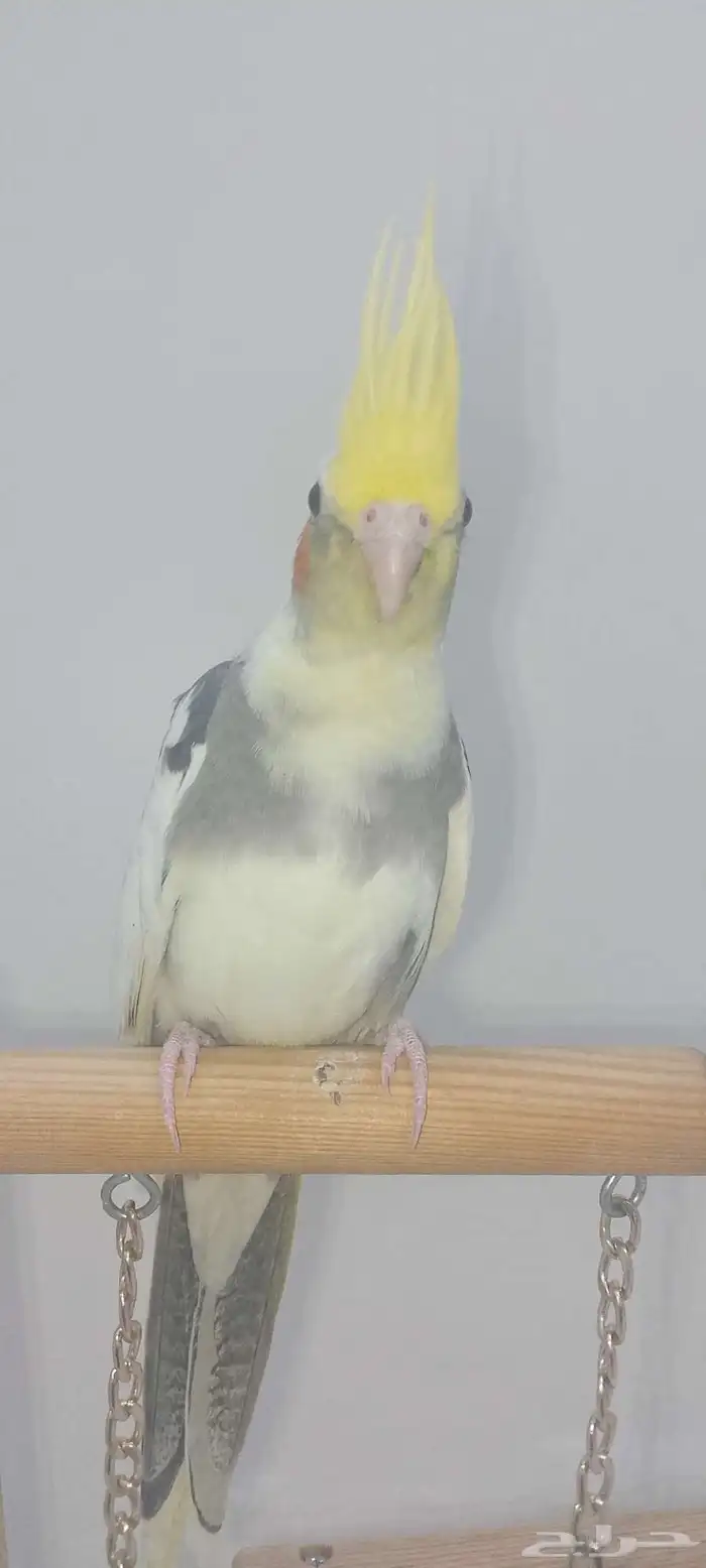 فرخ كروان اليف 5