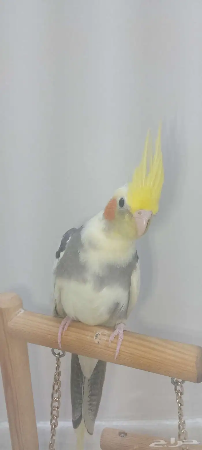 فرخ كروان اليف 10