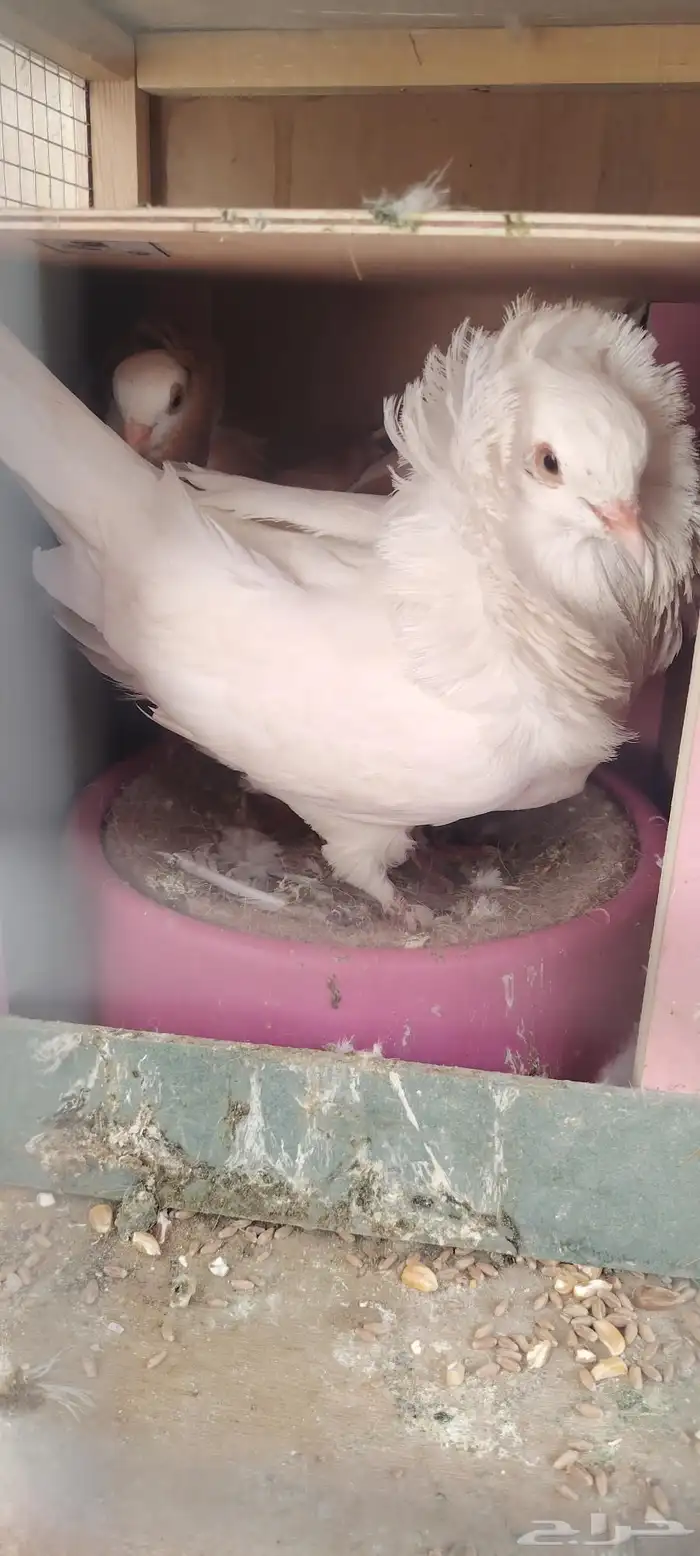 حمام بلجيكي زوج 2