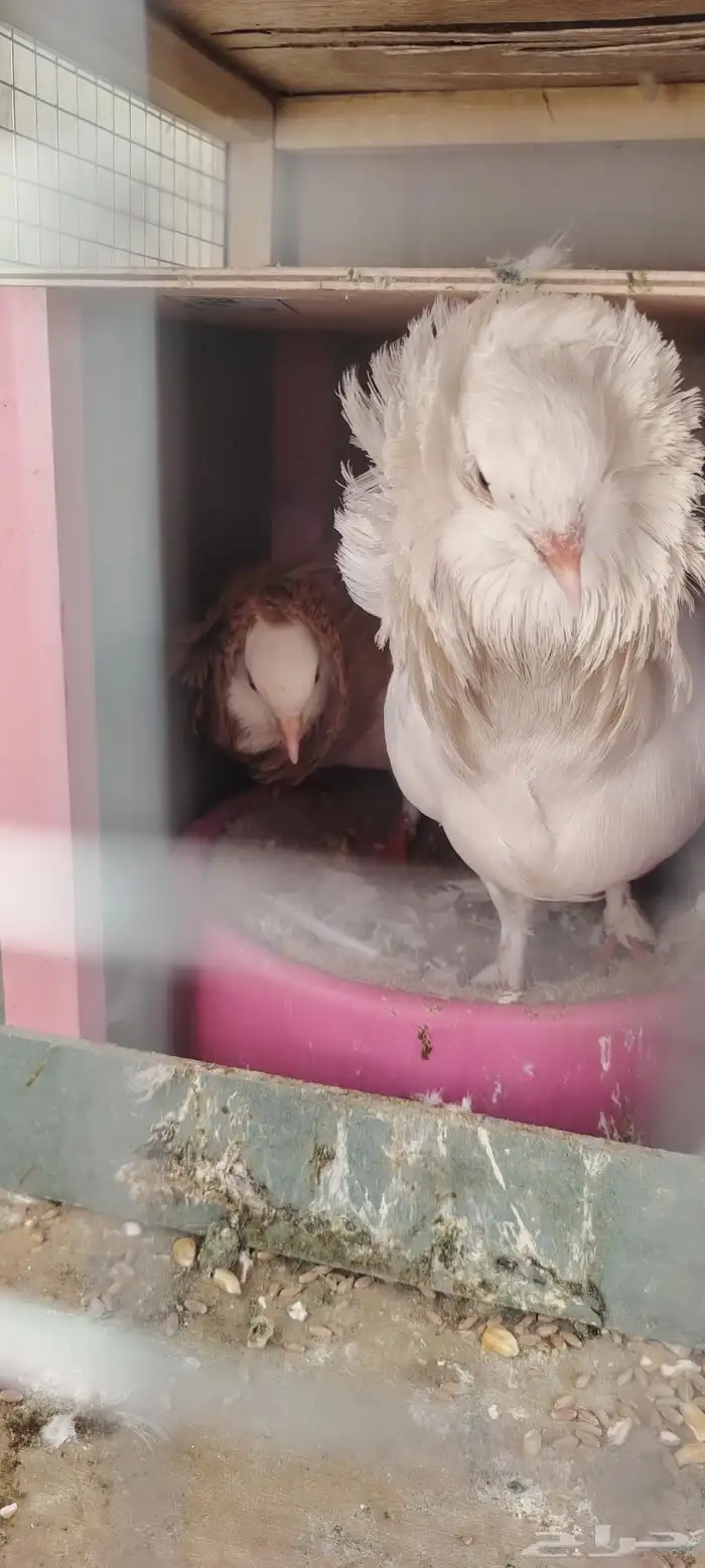 حمام بلجيكي زوج 0