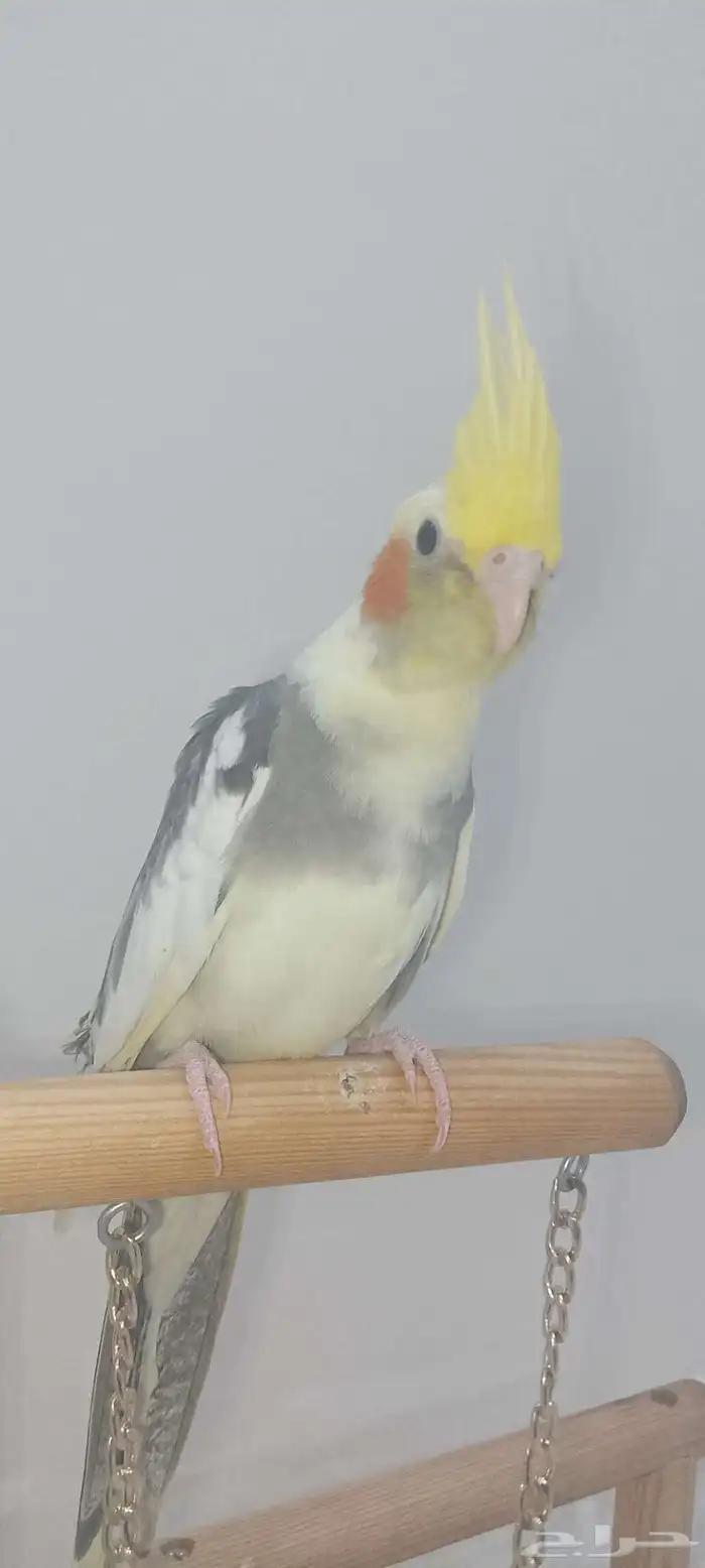 فرخ كروان اليف 4