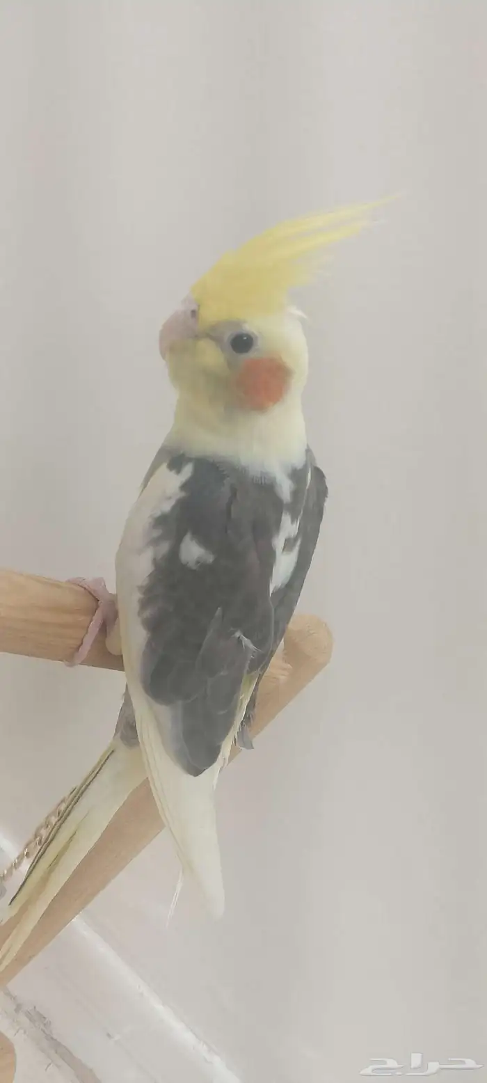 فرخ كروان اليف 7