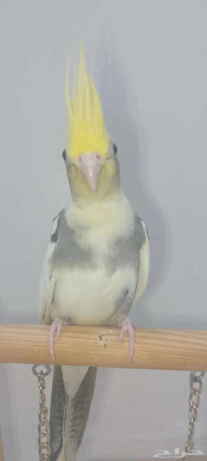 فرخ كروان اليف 11