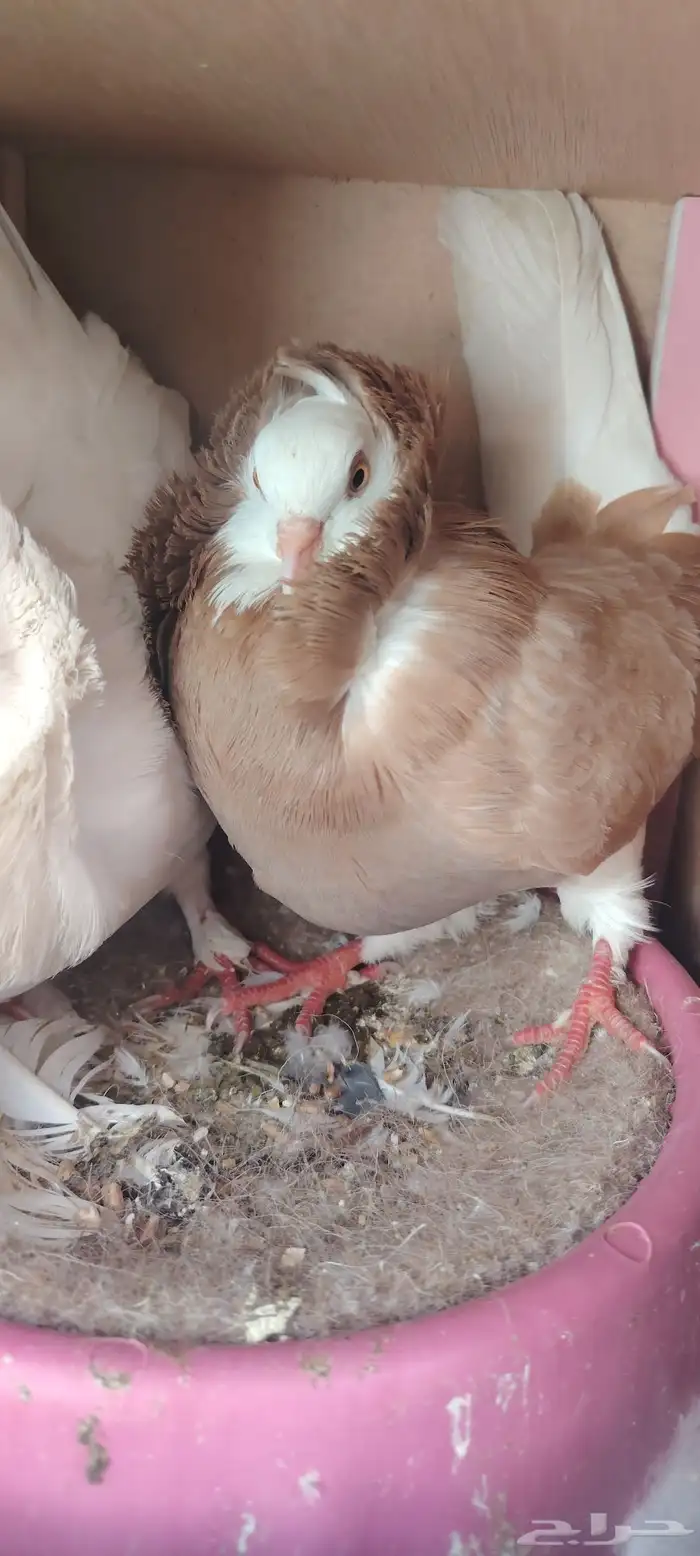 حمام بلجيكي زوج 4