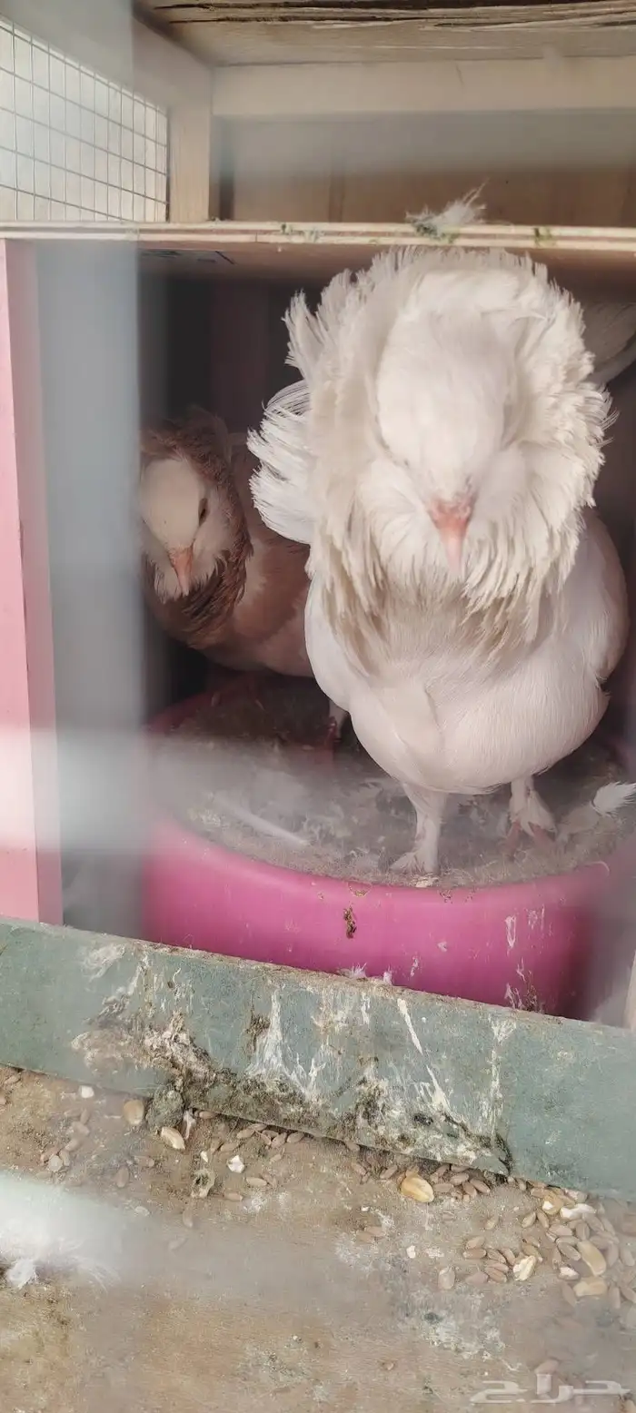 حمام بلجيكي زوج 1