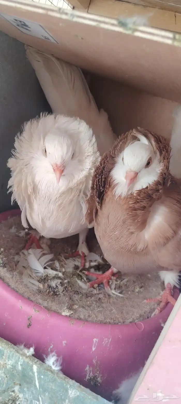 حمام بلجيكي زوج 3