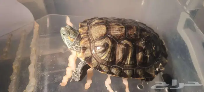 سلحفاة ذات الاذن الحمراء 1
