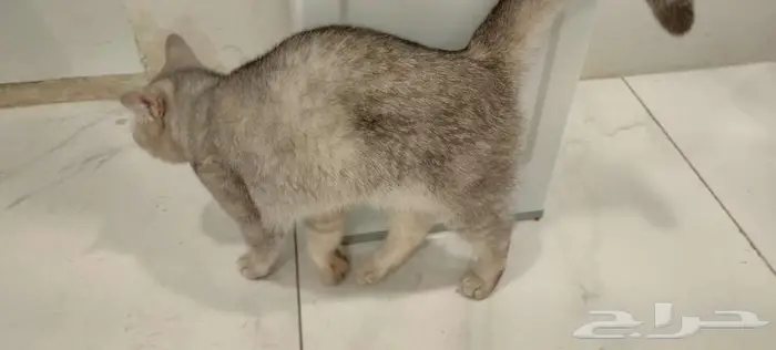 قطه للتبني 2