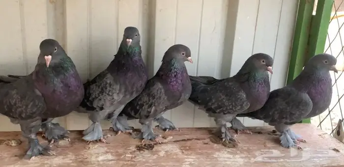 اتراك للبيع 4