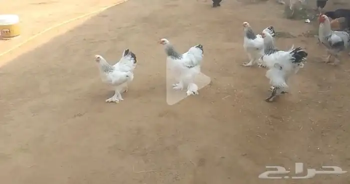 دجاج براهما دجاج رومي ارانب حمام سمك سلاحف سناجب وز عراقي 9