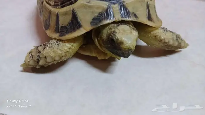 سلحفاة برية نشيطة وبصحة ممتازة 0