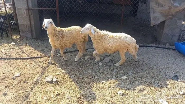 اثنين طليان 3