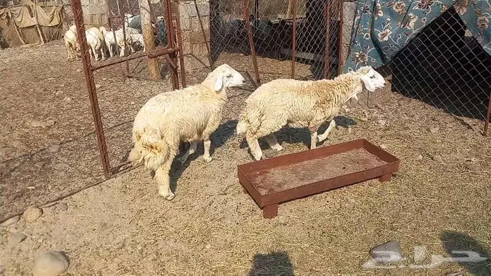 اثنين طليان 1