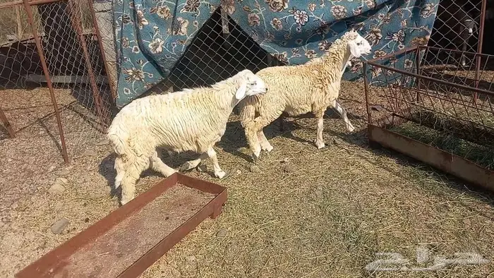 اثنين طليان 2