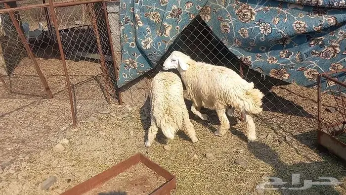 اثنين طليان 0