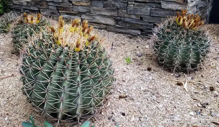 صبار طبيعي فاخر بأشكال نادرة لتزيين الحدائق والمنزل 23