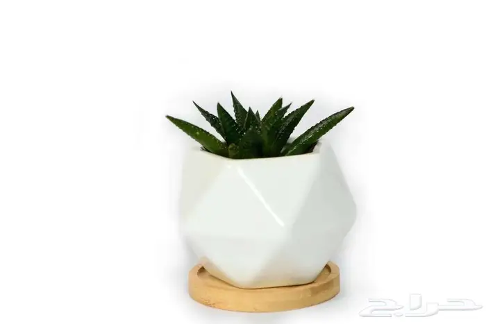 مراكن زراعة فاخرة لتنسيق الحدائق والمنزل 3