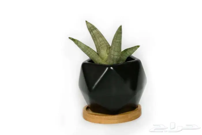 مراكن زراعة فاخرة لتنسيق الحدائق والمنزل 4