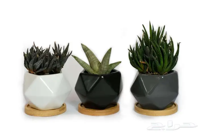 مراكن زراعة فاخرة لتنسيق الحدائق والمنزل 22