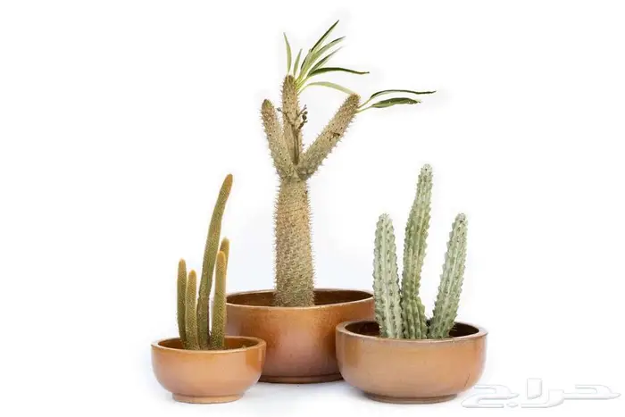 مراكن زراعة فاخرة لتنسيق الحدائق والمنزل 14