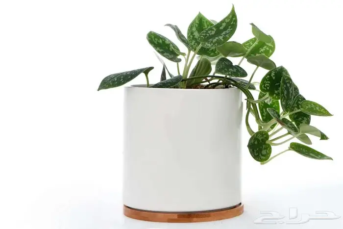 مراكن زراعة فاخرة لتنسيق الحدائق والمنزل 21