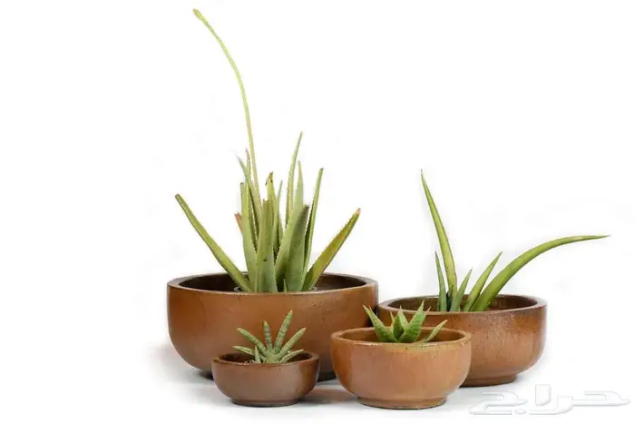 مراكن زراعة فاخرة لتنسيق الحدائق والمنزل 11