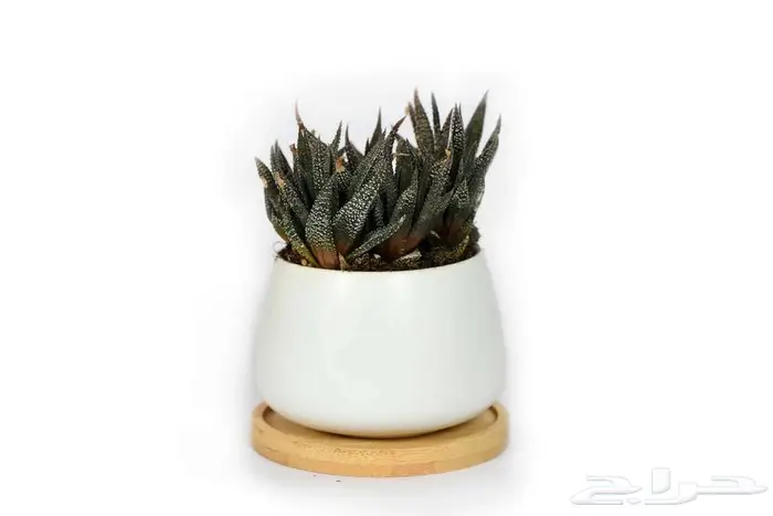 مراكن زراعة فاخرة لتنسيق الحدائق والمنزل 27