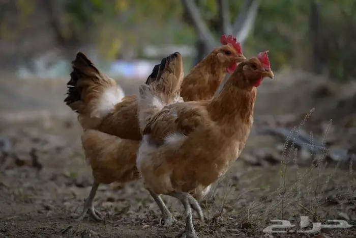 أنواع دجاج مختلفه سوسيكس و لوهامان بياض و الكنفلدر و تركي 2