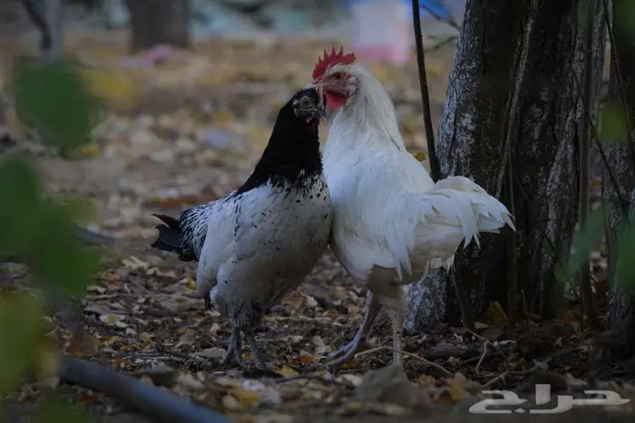 أنواع دجاج مختلفه سوسيكس و لوهامان بياض و الكنفلدر و تركي 0