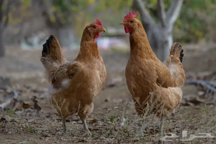 أنواع دجاج مختلفه سوسيكس و لوهامان بياض و الكنفلدر و تركي 3