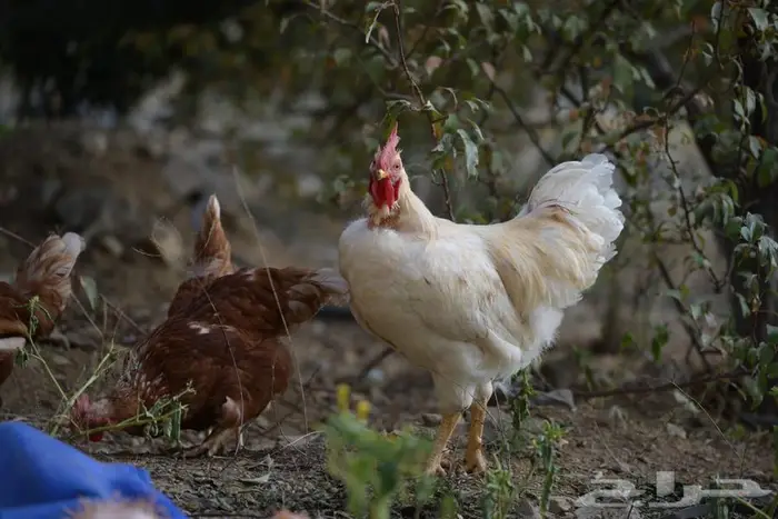 أنواع دجاج مختلفه سوسيكس و لوهامان بياض و الكنفلدر و تركي 6